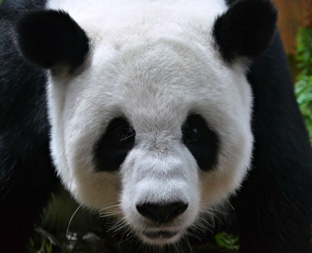 Panda Bear - panda, china, animals, bear