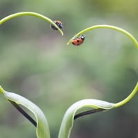 Lady Bug