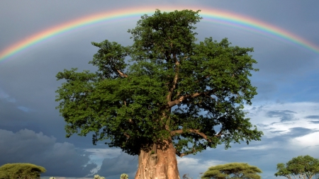 rainbow over a magnificent tree - rainbow, tree, large, overcast