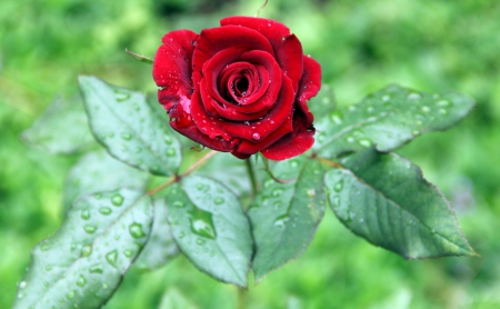 â™¥ - red roses, love, nature, beauty