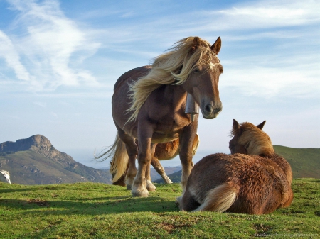 Hill Horses - clouds, nature, horses, animals