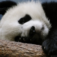 Cute Panda Sleeping On A Branch