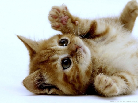 Meeww (: - paws, cats, furry, pets, cute, kitten