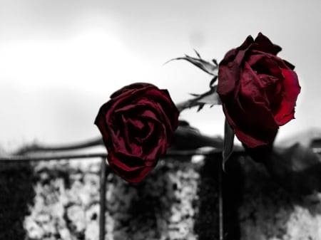 When the love is delights! - red roses, black and red, love, passion