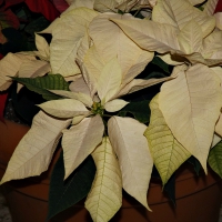 poinsettias