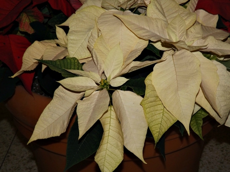 poinsettias - white, red, poinsettias, flowers, christmas