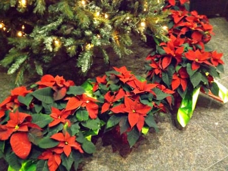 floral christmas - red, tree, flowers, poinsettia, christmas