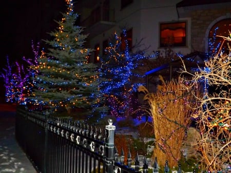 christmas walk - christmas, christmas lights, purple, blue, lights, tree