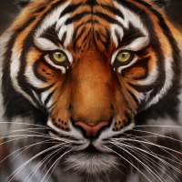 One Intense Tiger