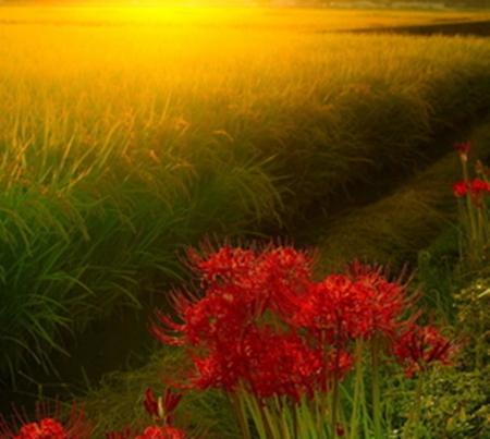 sunset in auyumn - beautiful, flowers, photography, fields, nature, autumn