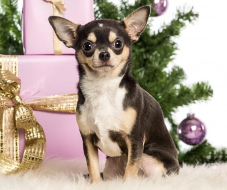 Adorable Christmas!â™¥ - adorable, pink, dog pet, presents, chihuahua, golden, christmas