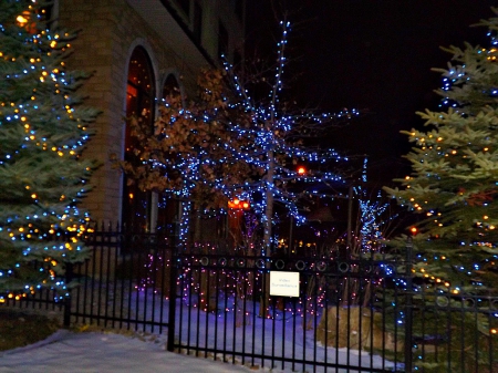 lighted in blue - christmas, christmas lights, trees, blue, lights