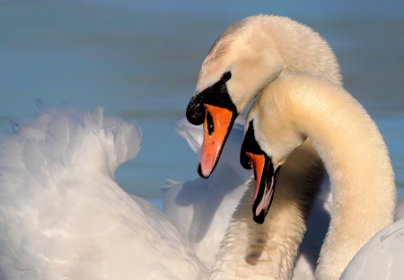 *** Swan love *** - swan, animal, animals, love, birds