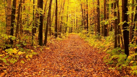 Autumn Forest - nature, autumn, forest, trees