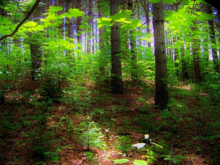 Green Forest - green, forest, path, trees