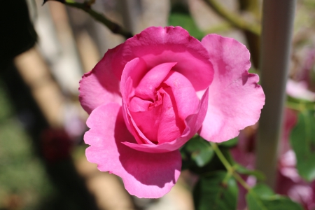 Pink Rose opening - pretty, romantic, photography, flower, pink, pink rose, nature, garden, rose, gardening