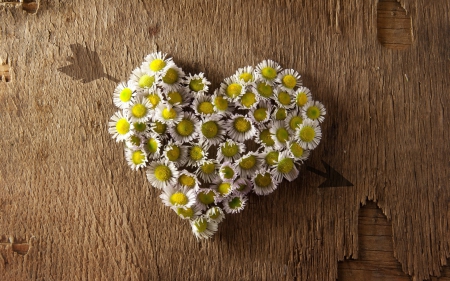 ➽♥ - daisies, flowers, heart, nature, camomille