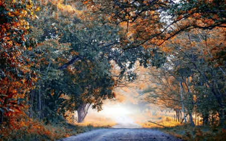 Trees in Sunlight - colors, fall, road, photography