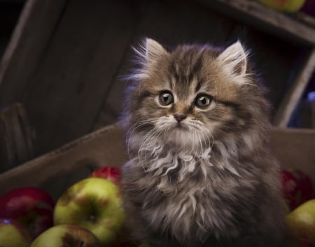 Cat - sleepy, cute, beautiful, cat, sleeping, kitty, cats, hat, cat face, paws, face, animals, pretty, beauty, sweet, kitten, lovely