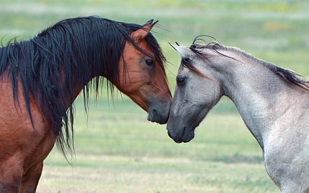 Horse - run, animal, Horse, hair