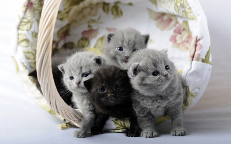 Kittens - cat, grey, animal, basket, cute, black, kitten