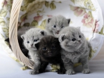 Kittens