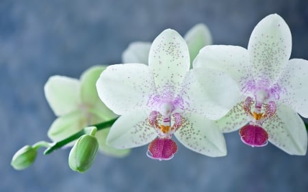 Orchids - white, flower, pink, orchid, blue, green