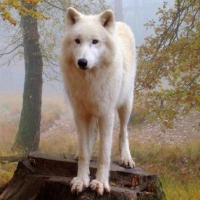 proud white wolf