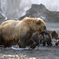 grizzly mother