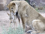 Lion With Coyote