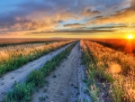 dirt road through fields at gorgeous sunset hdr