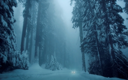 road in winter through a forest of giants - tall, car, forest, winter, fog, road