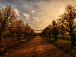 tree lined dirt driveway to a palace