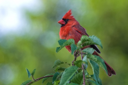 *** Cardinal ***