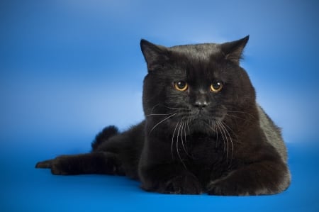 *** Beautiful black cat *** - cats, animal, anials, cat