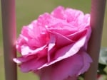 Pink Large Ruffled Rose