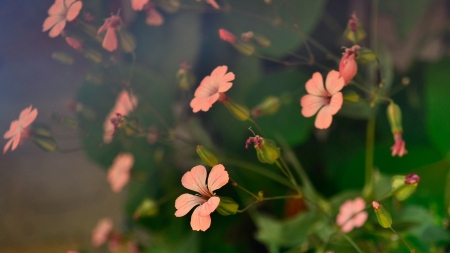 Flower - flower, tree, nature, plant