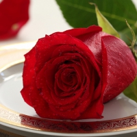 * Red rose *