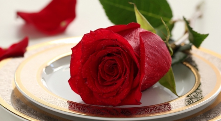 * Red rose * - petals, rose, plate, flower, red rose