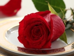 * Red rose *