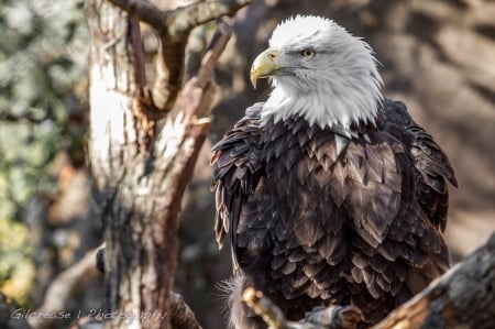 Bald Eagle - resting, raptor, tree, wildlife