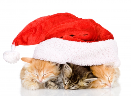 Adorable Cats - cat face, cat, christmas, kitten, magic christmas, cute, cats, xmas, merry christmas