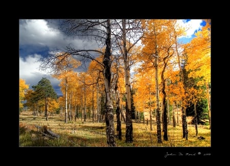 autumn - gold, trees, wood, autumn