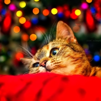 Christmas cat