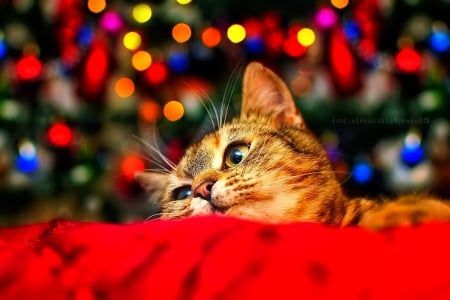 Christmas cat - sleepy, cute, beautiful, cat, sleeping, kitty, cats, hat, cat face, paws, face, animals, pretty, beauty, sweet, kitten, lovely