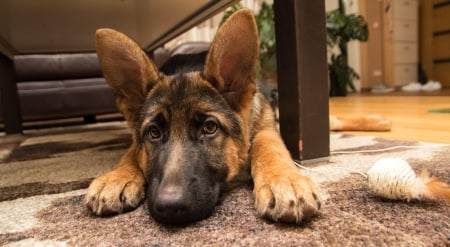 German shepherd - pretty, beautiful, dog face, puppies, lovely, playful dog, sweet, playful, dogs, cute, face, puppy, animals