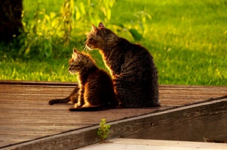 Family - sleepy, cute, beautiful, cat, sleeping, kitty, cats, hat, cat face, paws, face, animals, pretty, beauty, sweet, kitten, lovely