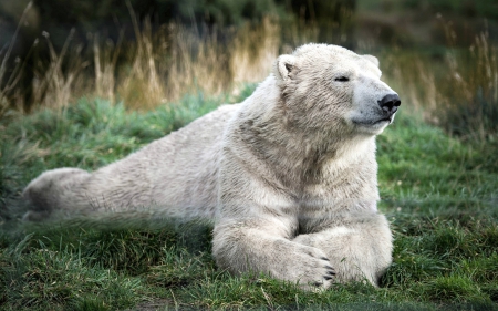 Old Polar Bear from Scotland Zoo - bear, animals, zoo, polar