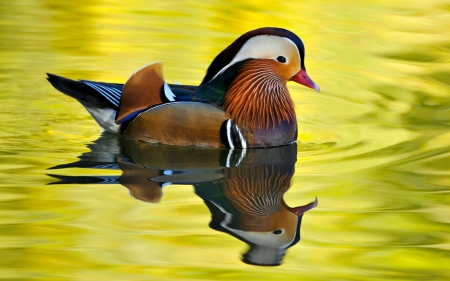 Male Mandarin Duck - animal, birds, duck, reflection