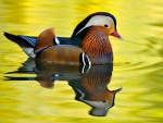 Male Mandarin Duck